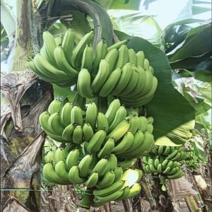 Fresh Raw Green Banana