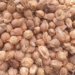 Semi Husked Coconut