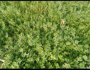 Fresh Brahmi Leaves