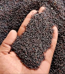 Black Mustard Seeds