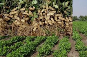 Raw Groundnut with Shell