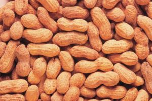 Raw Peanut Kernel