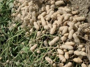 Raw Groundnut with Shell