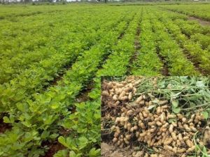 Raw Groundnut with Shell