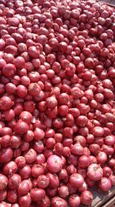 Fresh Red Onion