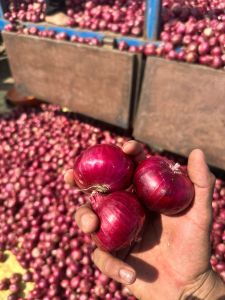 A Grade Red Onion