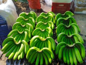 Fresh Cavendish Banana