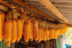 Dry Corn