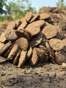 Cow Dung Cake