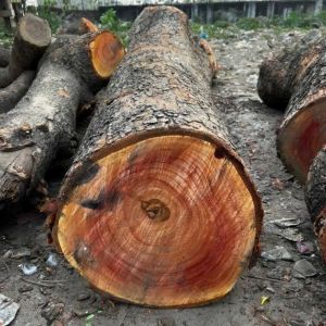 Pure Red Sandalwood Logs