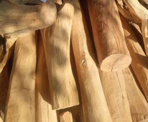 Pure White Sandalwood Logs