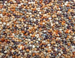 750g Natural Whole Mixed Millet Seeds