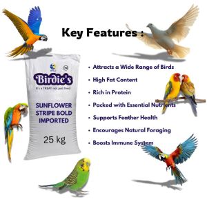 25kg Birdie\'S Sunflower Stripe Imported Seeds