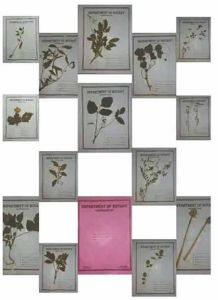 Botany Herbarium Sheet