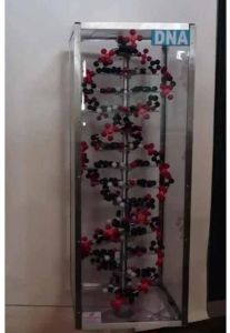 DNA Structure Model