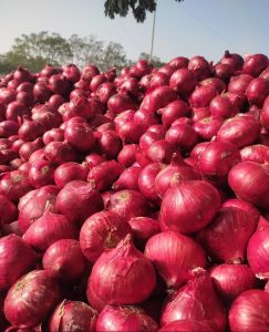 Nashik Red Fresh Onion Export Quality