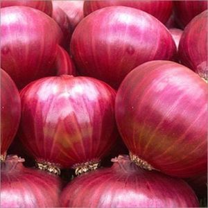 Nashik Red Fresh Onion Export Quality
