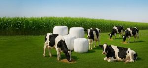 Premium Silage – Science-Based Fodder for Higher Milk &AMP; Better Health!