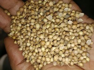 Coriander Seeds