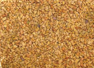 Fenugreek Seeds