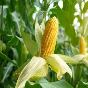 Yellow Maize