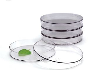 Glass Petri Dish