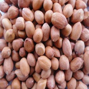 Java Peanuts