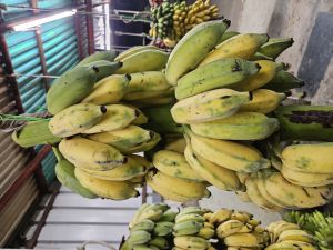 fresh banana