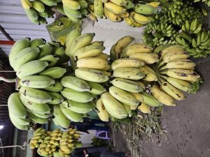 fresh banana