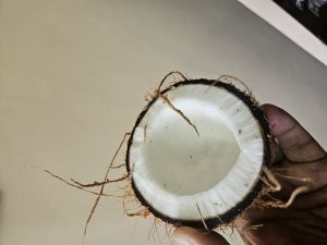 coconut