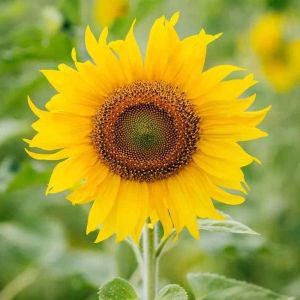 Fresh Sunflower