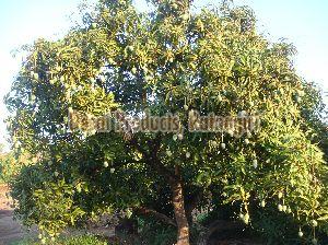 Geographical Indication Certified  Alphonso Mangoes