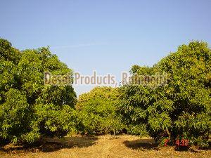 Geographical Indication Certified  Alphonso Mangoes