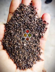 Pin Head Black Pepper