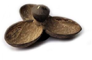 Coconut Shell Gummies Holder