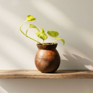 Coconut Shell Tabletop Flower Pots
