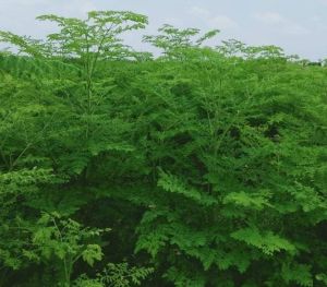 organic moringa powder