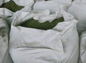 organic moringa powder