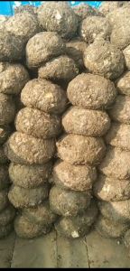 Elephant Yam