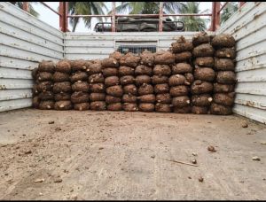 Elephant Yam