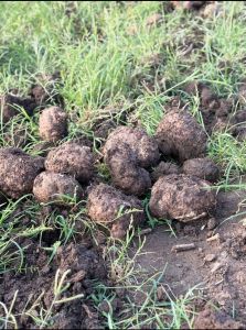 Elephant Yam