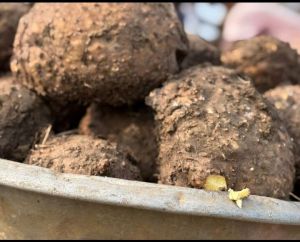 Elephant Yam