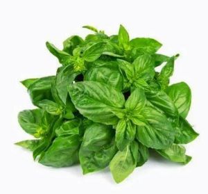 Fresh Basil Leaves