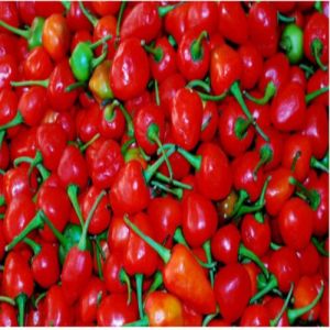 Fresh Dalle Red Chilli