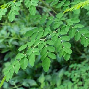Moringa Leaves
