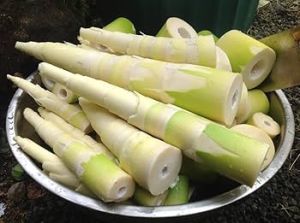 Preserved Bamboo Shoot