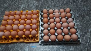 White Eggs