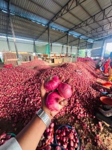 Fresh Red Onion