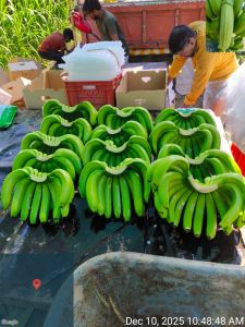 A Grade G9 Banana
