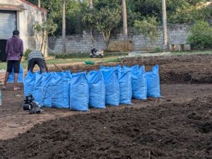 Cowdung Fertilizer